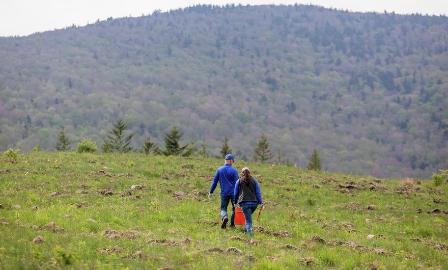 Komatsu executives planting trees in Appalachia